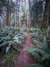 Load image into Gallery viewer, Olympic Peninsula Trail Running Retreat (Coed)
