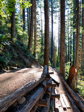 Load image into Gallery viewer, Olympic Peninsula Trail Running Retreat (Coed)
